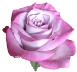 Sweet Amatista roses d'Equateur Ethiflora